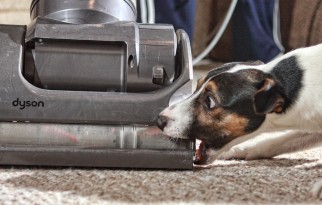 Cleaning With a Pet: Keep Your Spring Cleaning Intact, Even When Fido’s Filthy!