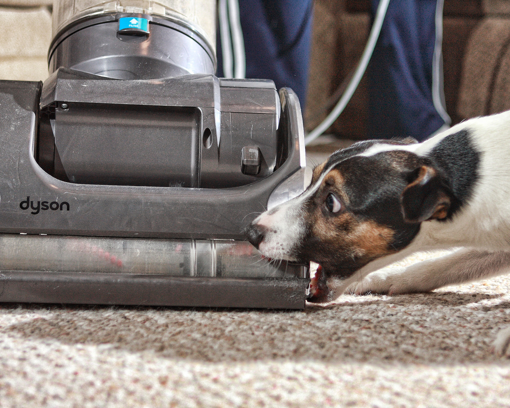 Cleaning With a Pet: Keep Your Spring Cleaning Intact, Even When Fido’s Filthy!