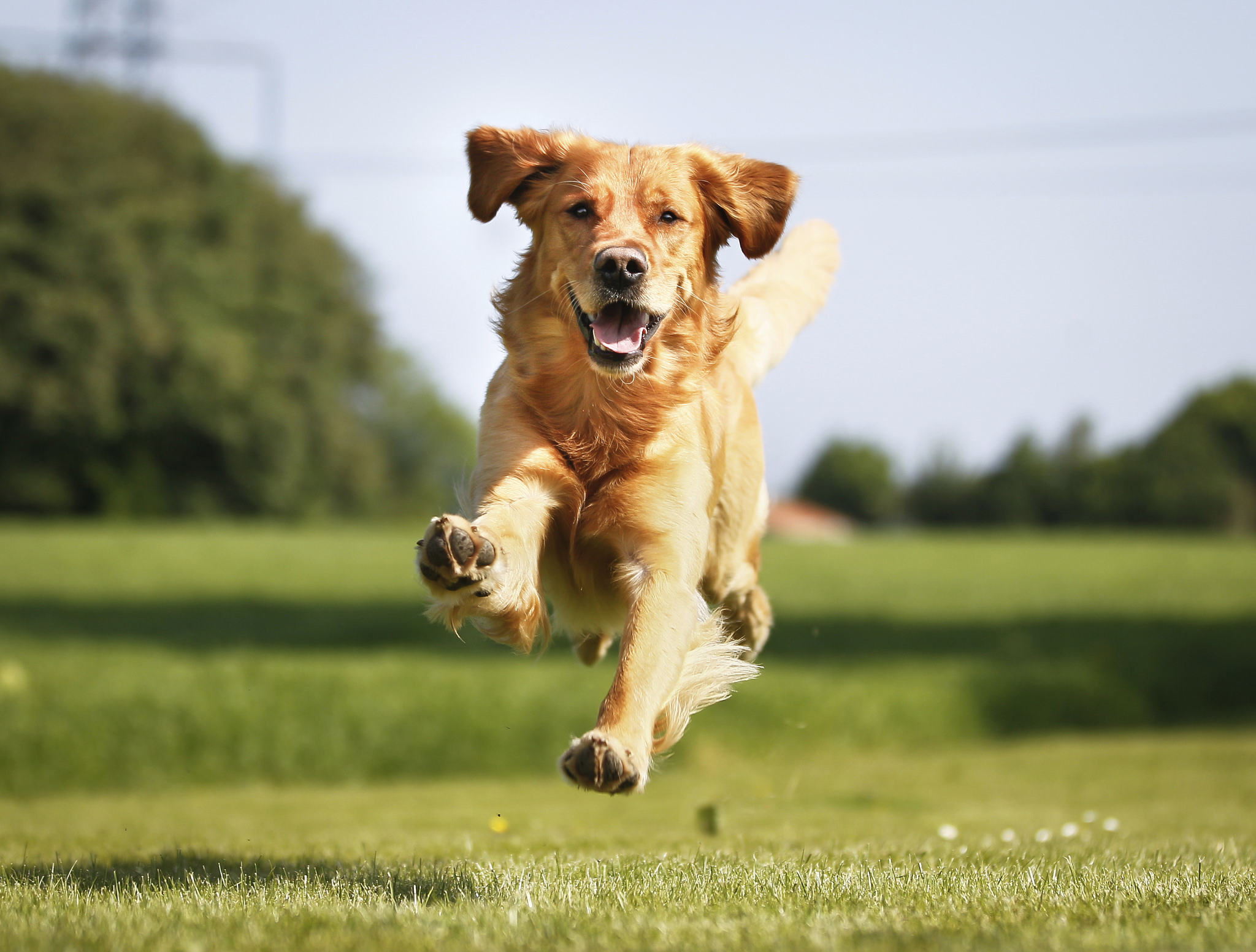 5 Dog-friendly Day Trips to Take in NoVa
