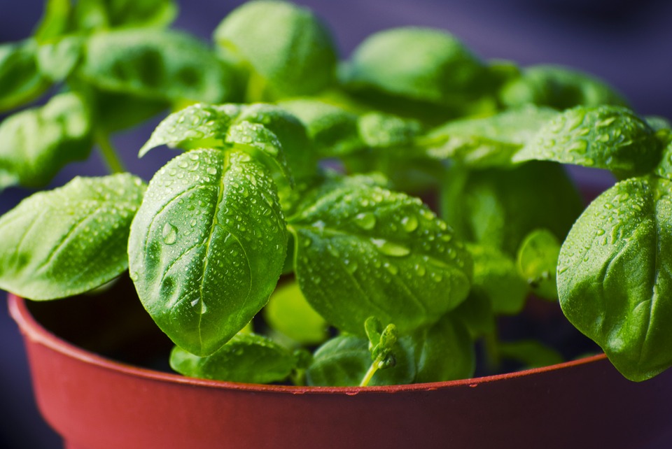 Thyme Management: A Guide to Indoor Gardening