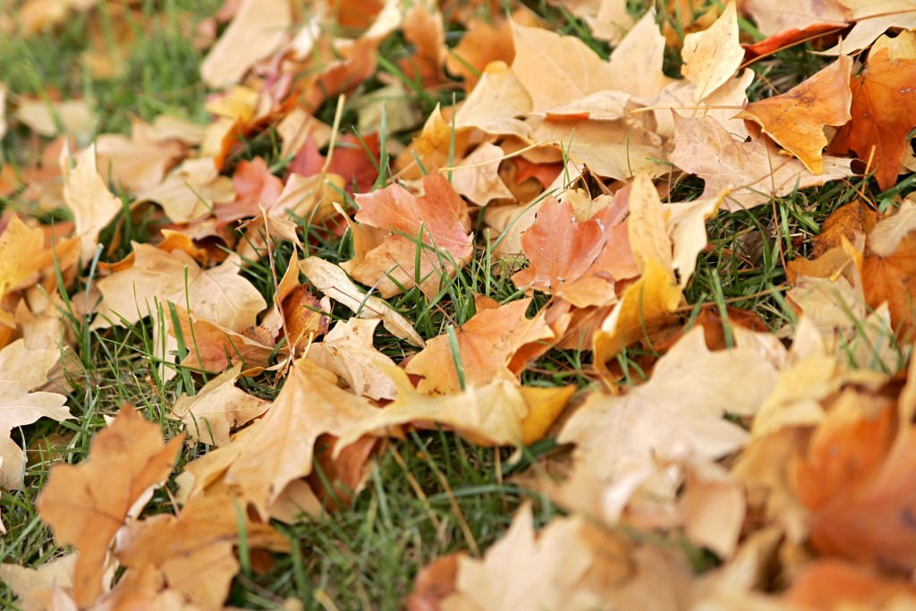 fall leaves