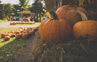 This Weekend Near West Broad Residences: Farm Day at Cherry Hill Farmhouse!