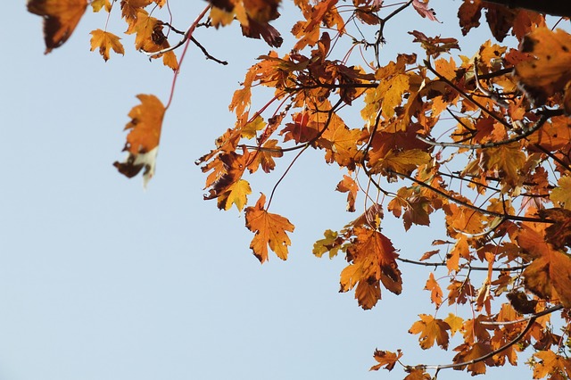Start Thanksgiving on a Healthy Foot at the Arlington Turkey Trot