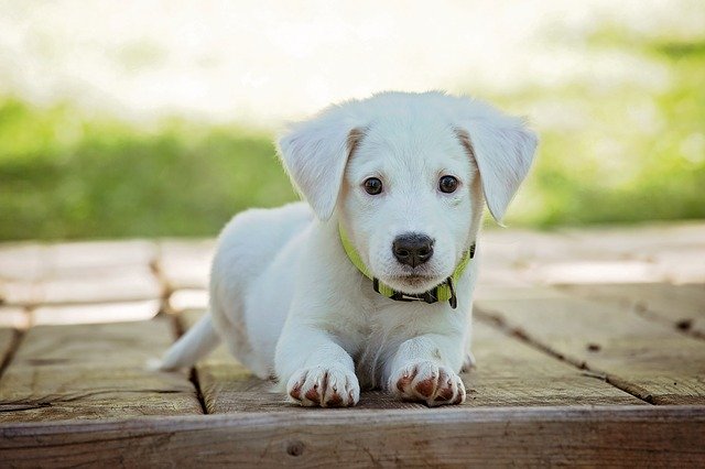 Petco: A Must-Shop Stop for West Broad’s Four-Legged Residents