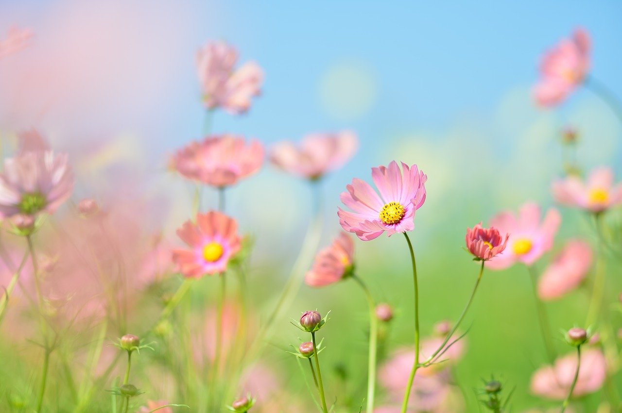 Add a Visit to Tuckahoe Park to Your Summer Bucket List