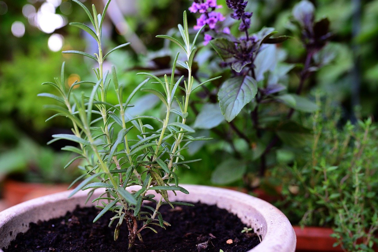 How to Start a Summer Herb Garden Indoors
