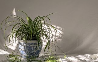 Apartment-Friendly Houseplants to Add to Your Must-Grow List